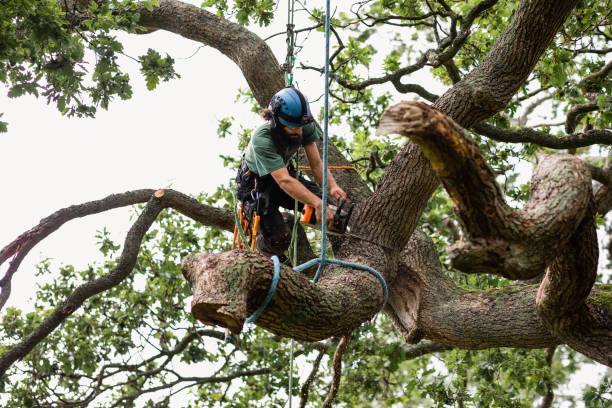 Best Palm Tree Trimming  in North Apollo, PA