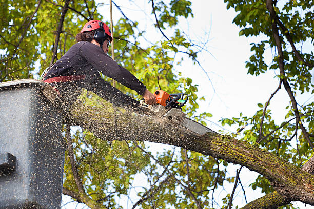 Best Storm Damage Tree Cleanup  in North Apollo, PA